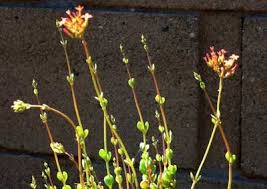 Image result for Kalanchoe rotundifolia