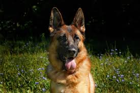 the best food to help a german shepherd gain weight pethelpful