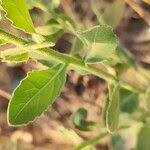 Image result for Pluchea dioscoridis