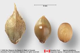 Image result for Echinochloa frumentacea