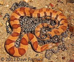 Midland Water Graves Co Ky Mother With Her 28 Babies Pet Snake Snake Lovers Beautiful Snakes
