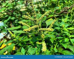 Image result for Amaranthus spinosus