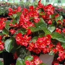 Begonia Seeds 20 Varieties Annual Flower Seeds Annual Flowers Shade Flowers Plants