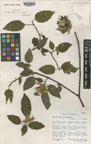 Image result for Pleioceras orientale