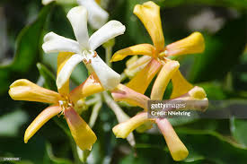 Image result for Hymenosporum