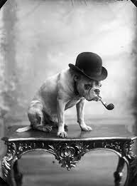 Vintage Norway Vintage Dog Bulldog Dog Photos