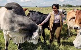 Thato Moagi The 1st South African To Receive Nutfield Scholarship Beeftalksa