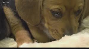 In the past 3 years, bbb reports they've received nearly 16,000 complaints about scams promising buyers a puppy — and that's only with an estimated 10 percent of victims reporting the. Beware Of Puppy Scams This Holiday Season Bbb Says King5 Com