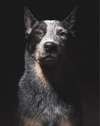 what is my favorite type of dog i love all types of dogs but i do have some favori aussie cattle dog australian cattle dog blue heeler austrailian cattle dog
