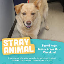 Lost animals at White County shelter