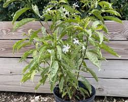 Image result for Tabernaemontana