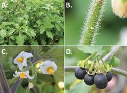 Image result for Solanum memphiticum