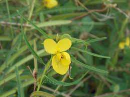 Image result for Chamaecrista absus