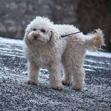 Check spelling or type a new query. Bolognese Puppies For Sale Adoptapet Com