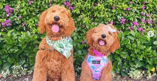 Image result for goldendoodle teddy bear cut. Apricot Goldendoodles 10 Things You Didn T Know