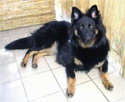 We did not find results for: Bohemian Shepherd Dog Breed Information And Pictures