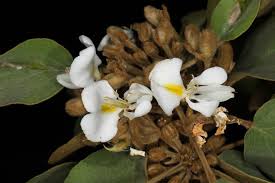 Image result for Baphia bequaertii