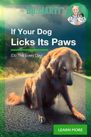 Do This Every Day Dogs Dog Training Methods Positive Dog Training