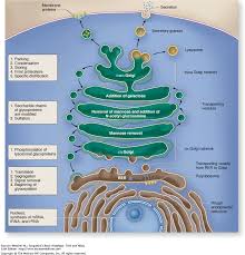 We did not find results for: How Does The Golgi Apparatus Cell Organelle Function Quora
