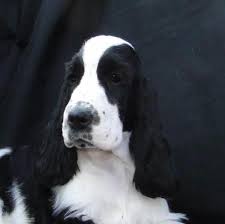 Absence of body markings in acceptable. Pin By Alisa Quint Interior Design On English Cockers Springer Spaniel Puppies Cocker Spaniel Spaniel Puppies