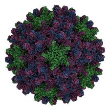 Вирус гепатита в имеет 8 генотипов: Hepatitis B Virus E Antigen Hbeag The Native Antigen Company