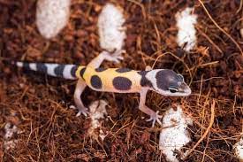 10 Baby Leopard Gecko Care & Feeding Tips For Beginners