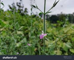 Image result for Dicliptera paniculata