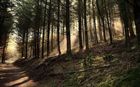 Landscape Forest Path Woods Tree Nature Wallpaper Hd 1080p Widescreen Forest Wallpaper Forest Background Dark Wood Wallpaper