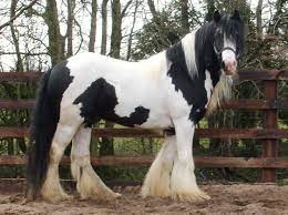 Irish Cob Studbook Horse Sport Ireland