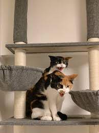 掃除機への怒りの シャー 2 ダブルで怒る猫たちの鬼のニャン相 ネタりか にゃんこ 子猫 猫