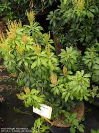 Image result for Pieris japonský bonfire obrázek