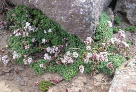 Image result for Triumfetta setulosa