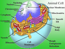 Parts Of A Cell Ppt Download