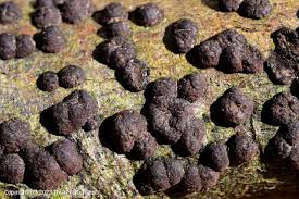 Image result for Hypoxylon multiforme