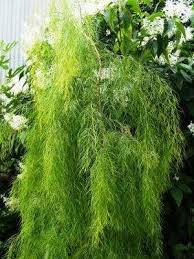 Maybe you would like to learn more about one of these? Acacia Cognata And Cultivars