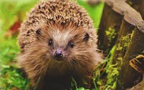 1,374 likes · 54 talking about this. Can I Take My Hedgehog Outside To Play Yes Here S How Pets That Travel
