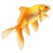 52hz Funk Pet Fish Goldfish Art Fish
