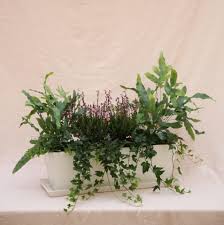 Plantes vivaces jardinières extérieures et balcon. Jardiniere Toute Faite Ombre Ma Petite Jardiniere