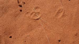 Image result for Aristida stipitata