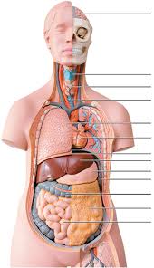 Be able to identify all specified regions on the baby doll. Organ System Torso Diagram Quizlet
