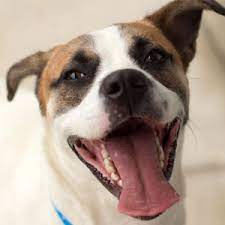 Our rochester hills location is no longer having cat and dog adoptions. I Want To Adopt City Of Memphis Memphis Tn