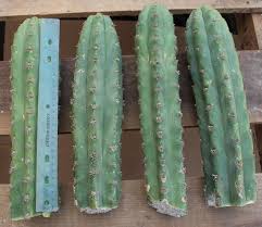 Peruvian torch cactus (echinopsis peruviana, formerly trichocereus peruvianus) is native to the andes effects of peruvian torch cactus you can eat the peruvian cactus raw after removing its thorns and skin but how fast does peruvian torch grow? Pin By The Succulent Source On Cactus For Sale Cactus For Sale Cactus Cactus Plants