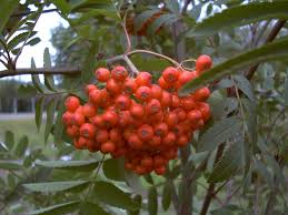 Рябина (sorbus l.) ◆ am rand des gartens standen mehrere ebereschen. Vogelbeere Mahrische Eberesche Suss Sauerlich Winterhart Bis Zu 10 12 Meter Wuchshohe Lidl De
