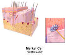 Reconstruction after surgery for skin cancer. Merkel Cell Wikipedia