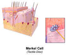 Cancer occurs when body's cells. Merkel Cell Wikipedia