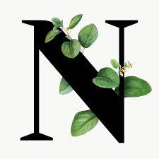 Botanical Capital Letter N Transparent Png Premium Image By Rawpixel Com Aum Lettering Alphabet Fonts Alphabet Letters Design Letter N