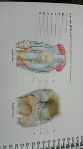 Juan ramos on july 5, 2018 leave a comment! Solved Questions 22 29 Identify The Labeled Ligaments Te Chegg Com