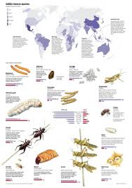 Edible Insect Nutrition Information