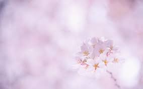 Huge collection of sakura hd wallpapers for desktop 1920x1080 full hd: 50 Sakura Wallpaper On Wallpapersafari