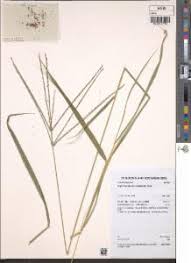 Image result for Digitaria milanjiana